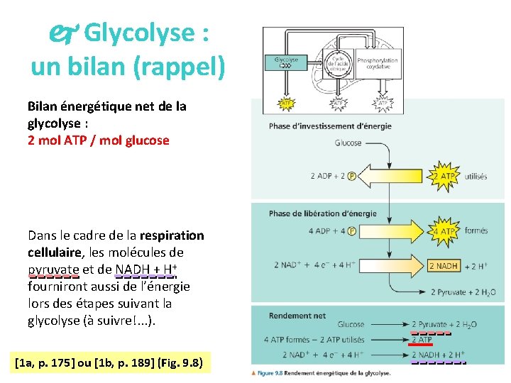  Glycolyse : un bilan (rappel) Bilan énergétique net de la glycolyse : 2