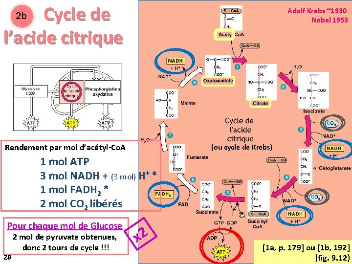  Cycle de l’acide citrique Adolf Krebs ~1930 2 b Provenant du Nobel 1953