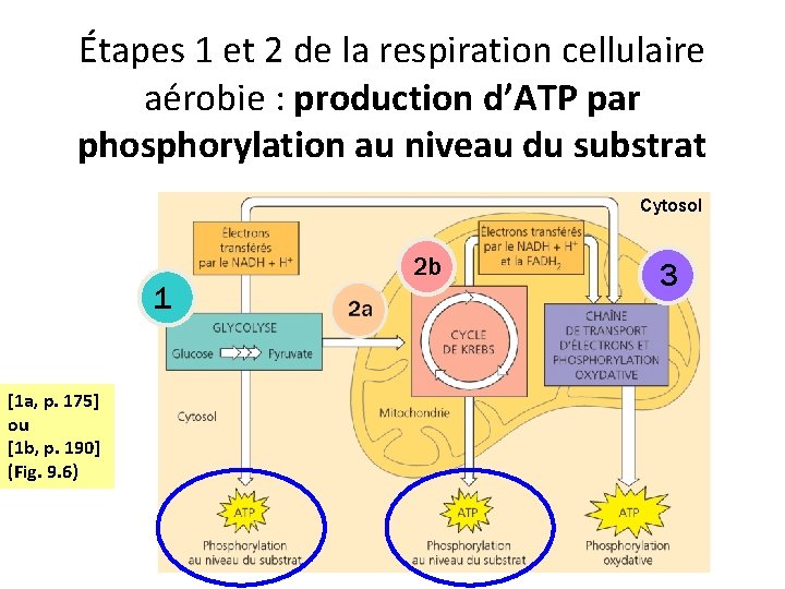 Étapes 1 et 2 de la respiration cellulaire aérobie : production d’ATP par phosphorylation