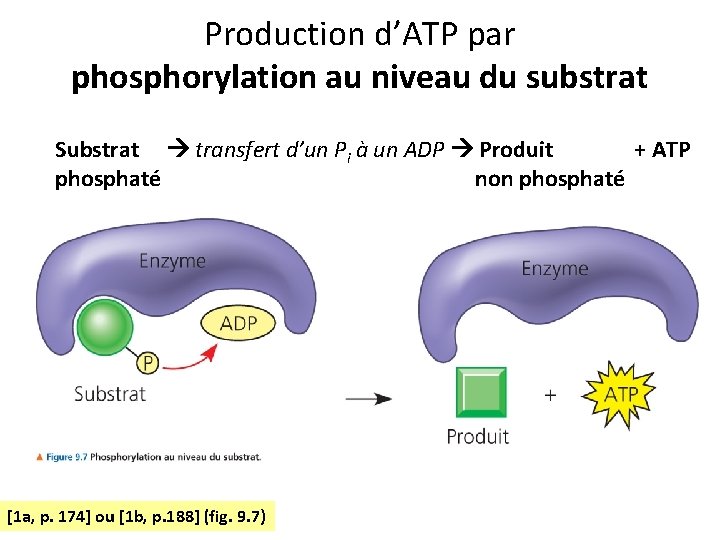 Production d’ATP par phosphorylation au niveau du substrat Substrat transfert d’un Pi à un