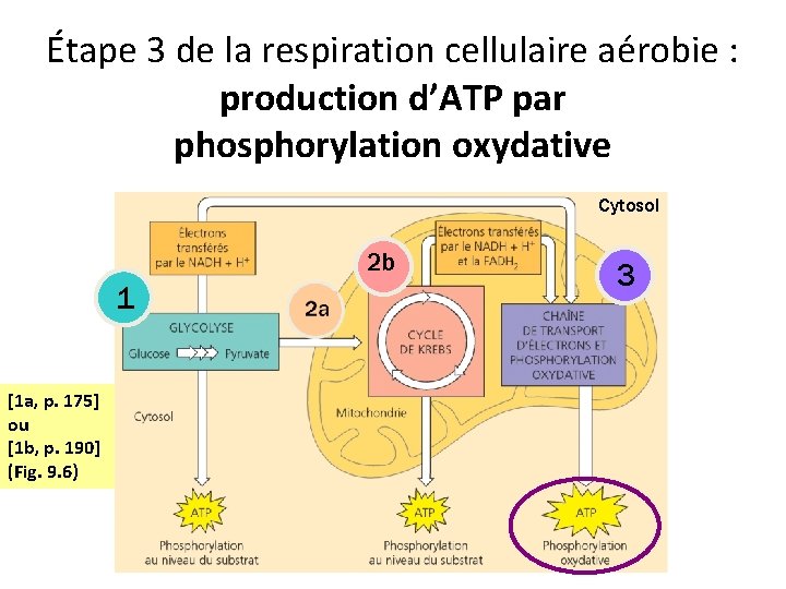 Étape 3 de la respiration cellulaire aérobie : production d’ATP par phosphorylation oxydative Cytosol