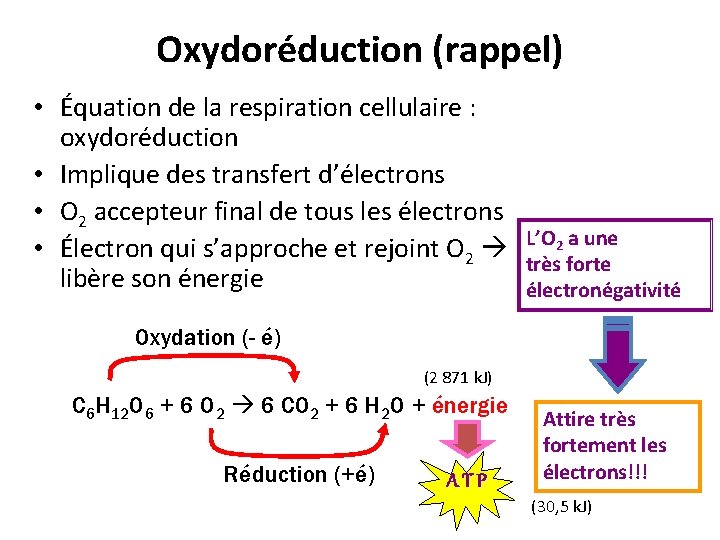 Oxydoréduction (rappel) • Équation de la respiration cellulaire : oxydoréduction • Implique des transfert