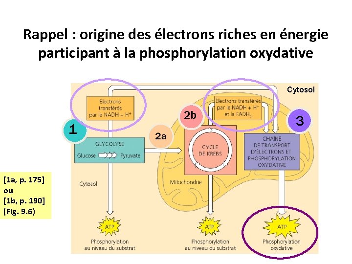 Rappel : origine des électrons riches en énergie participant à la phosphorylation oxydative Cytosol