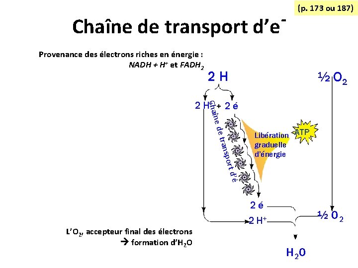 Chaîne de transport d’e Provenance des électrons riches en énergie : NADH + H+