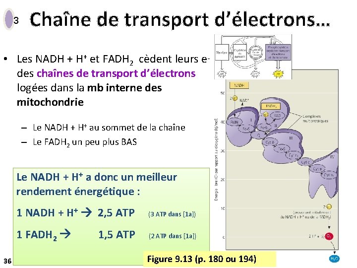 3 Chaîne de transport d’électrons… • Les NADH + H+ et FADH 2 cèdent