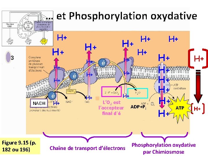 … et Phosphorylation oxydative H+ H+ 3 H+ H+ H+ é NADH Figure 9.