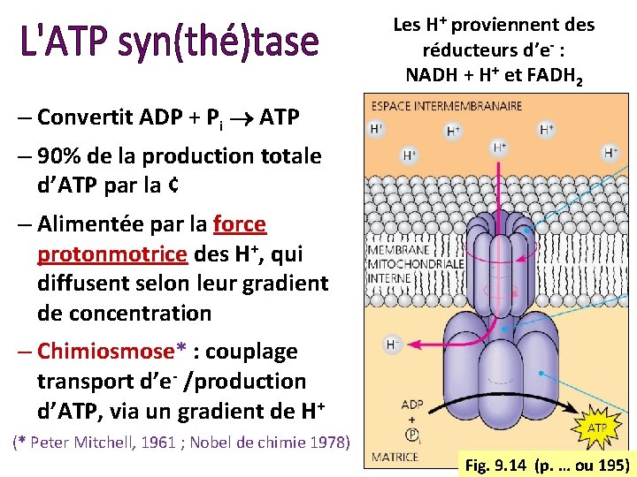 Les H+ proviennent des réducteurs d’e- : NADH + H+ et FADH 2 –