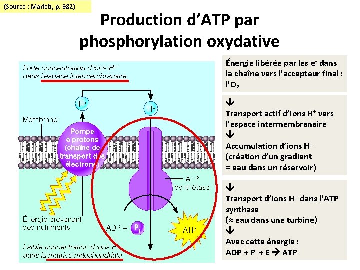 (Source : Marieb, p. 982) Production d’ATP par phosphorylation oxydative Énergie libérée par les