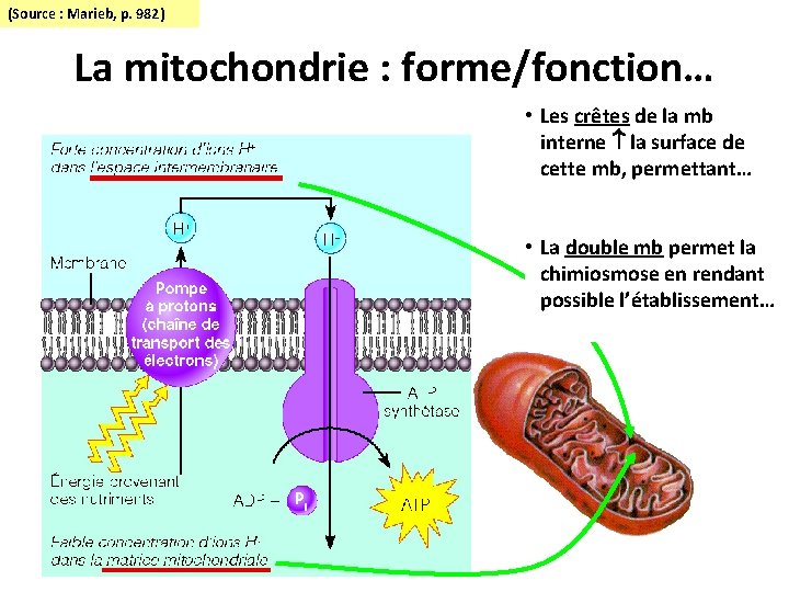 (Source : Marieb, p. 982) La mitochondrie : forme/fonction… • Les crêtes de la