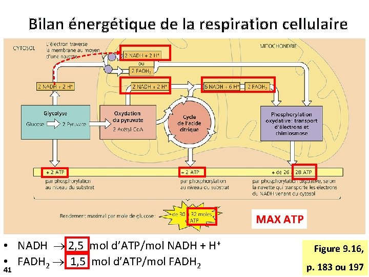 Bilan énergétique de la respiration cellulaire MAX ATP • NADH 2, 5 mol d’ATP/mol