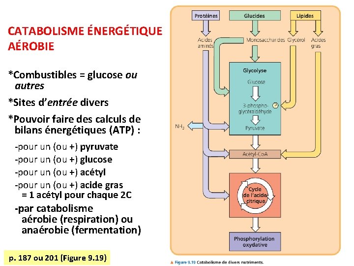 CATABOLISME ÉNERGÉTIQUE AÉROBIE *Combustibles = glucose ou autres *Sites d’entrée divers *Pouvoir faire des