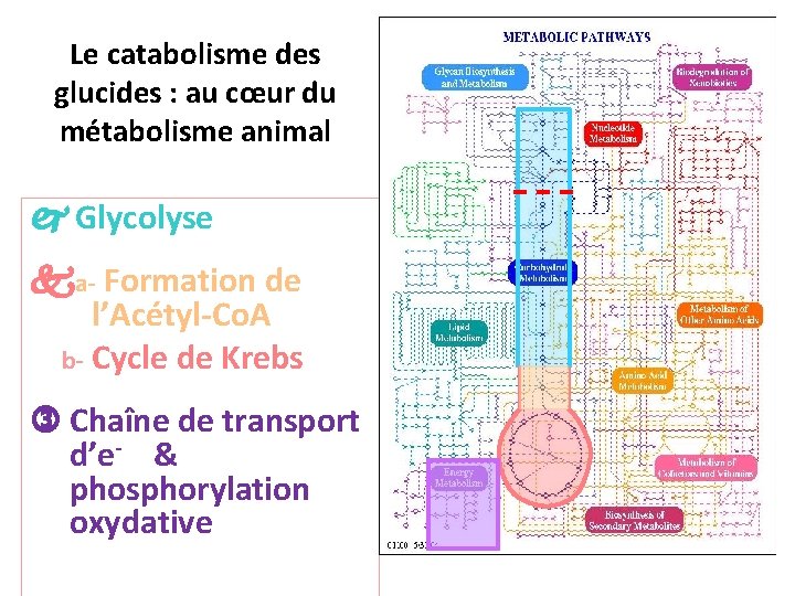 Le catabolisme des glucides : au cœur du métabolisme animal Glycolyse a- Formation de