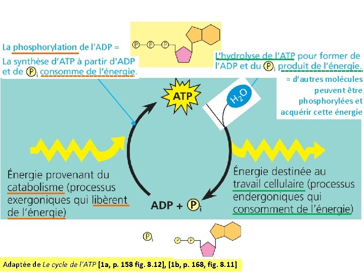 La phosphorylation de l’ADP = entrepose libère = d’autres molécules peuvent être phosphorylées et