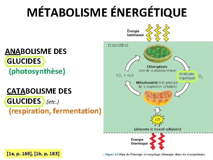 MÉTABOLISME ÉNERGÉTIQUE ANABOLISME DES GLUCIDES (photosynthèse) CATABOLISME DES GLUCIDES (etc. ) (respiration, fermentation) [1