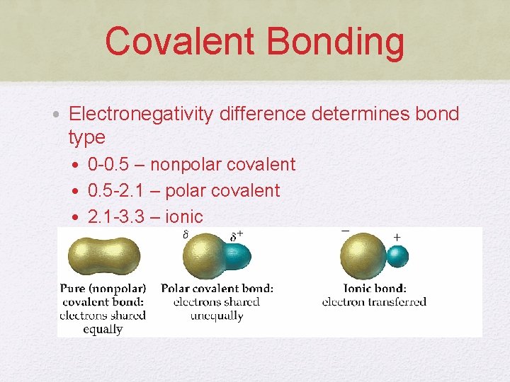 Covalent Bonding • Electronegativity difference determines bond type • 0 -0. 5 – nonpolar