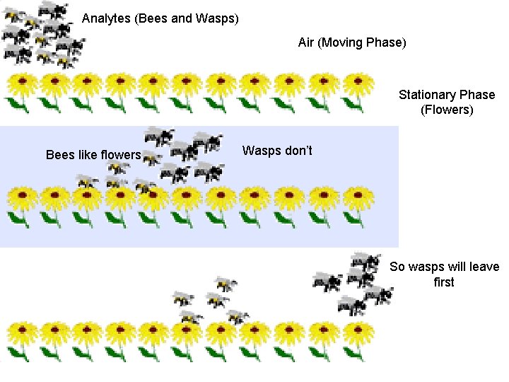 Analytes (Bees and Wasps) Air (Moving Phase) Stationary Phase (Flowers) Bees like flowers Wasps Analytes (Bees and Wasps) Air (Moving Phase) Stationary Phase (Flowers) Bees like flowers Wasps