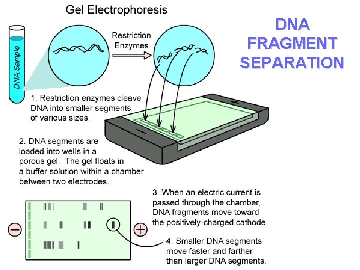 DNA FRAGMENT SEPARATION DNA FRAGMENT SEPARATION