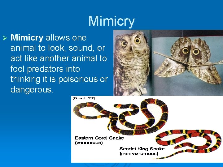 Mimicry Ø Mimicry allows one animal to look, sound, or act like another animal