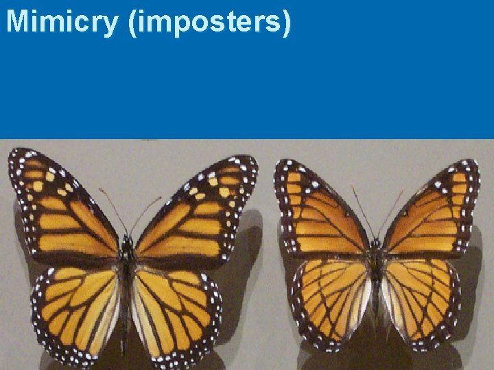 Mimicry (imposters) 