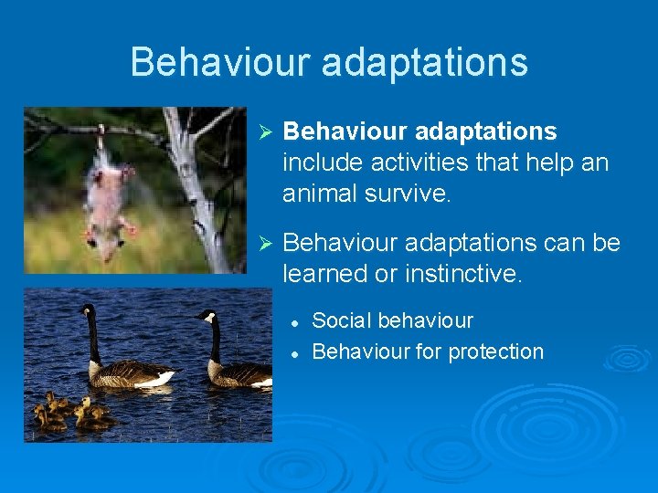 Behaviour adaptations Ø Behaviour adaptations include activities that help an animal survive. Ø Behaviour