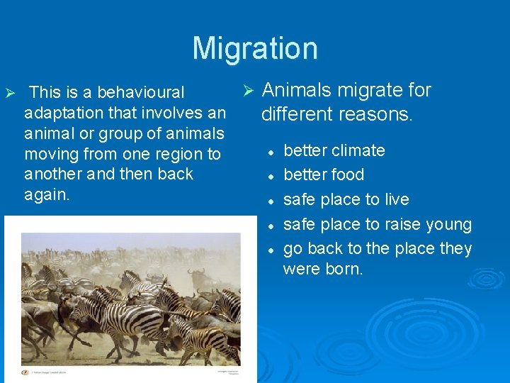 Migration Ø Ø Animals migrate for This is a behavioural adaptation that involves an