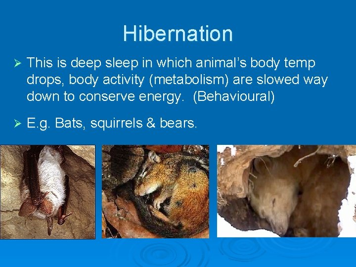 Hibernation Ø This is deep sleep in which animal’s body temp drops, body activity