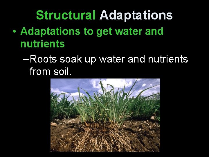 Structural Adaptations • Adaptations to get water and nutrients – Roots soak up water