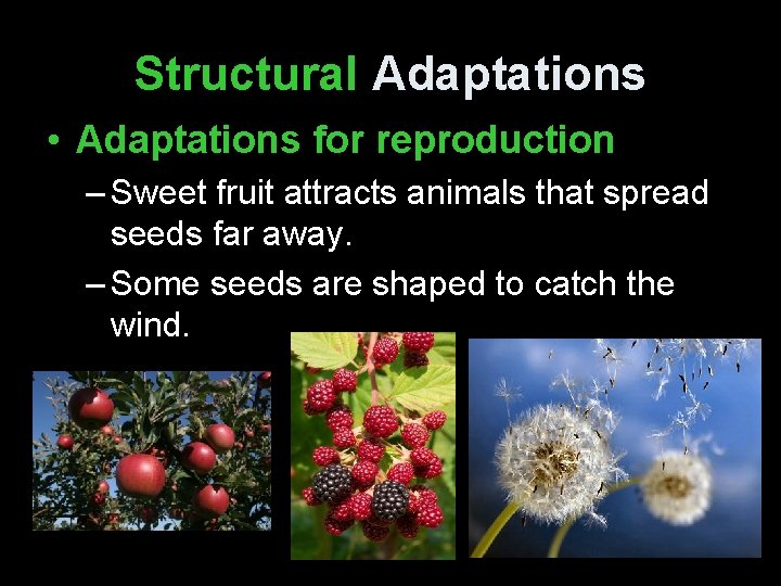 Structural Adaptations • Adaptations for reproduction – Sweet fruit attracts animals that spread seeds