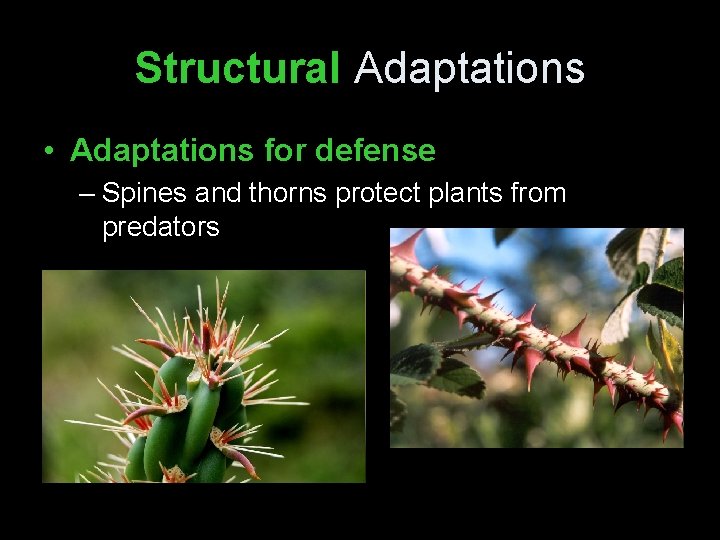 Structural Adaptations • Adaptations for defense – Spines and thorns protect plants from predators