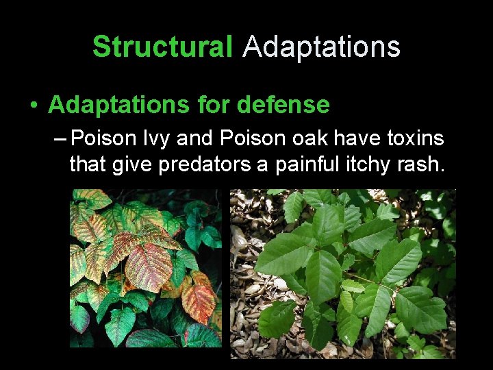 Structural Adaptations • Adaptations for defense – Poison Ivy and Poison oak have toxins