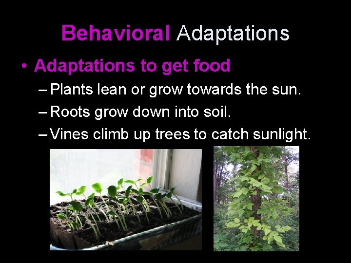 Behavioral Adaptations • Adaptations to get food – Plants lean or grow towards the