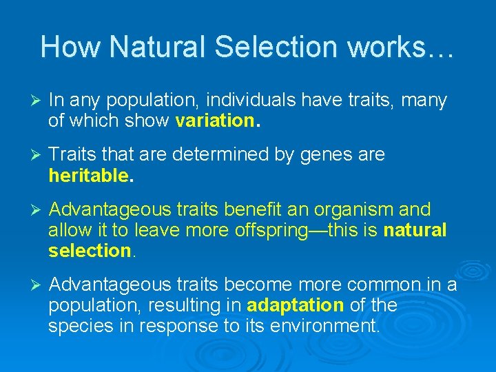 How Natural Selection works… Ø In any population, individuals have traits, many of which