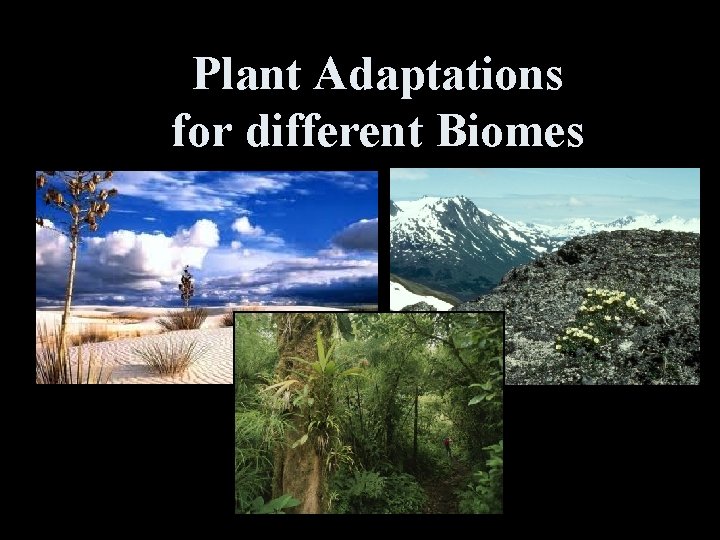 Plant Adaptations for different Biomes 
