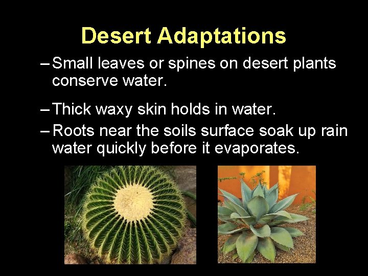 Desert Adaptations – Small leaves or spines on desert plants conserve water. – Thick