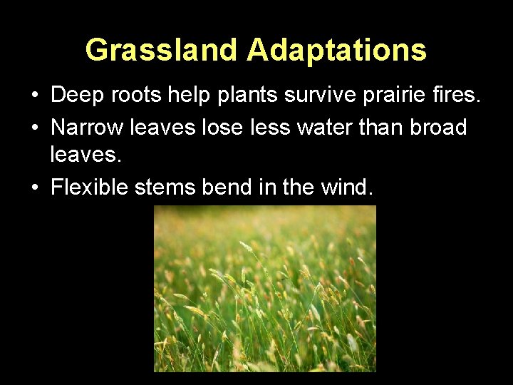 Grassland Adaptations • Deep roots help plants survive prairie fires. • Narrow leaves lose