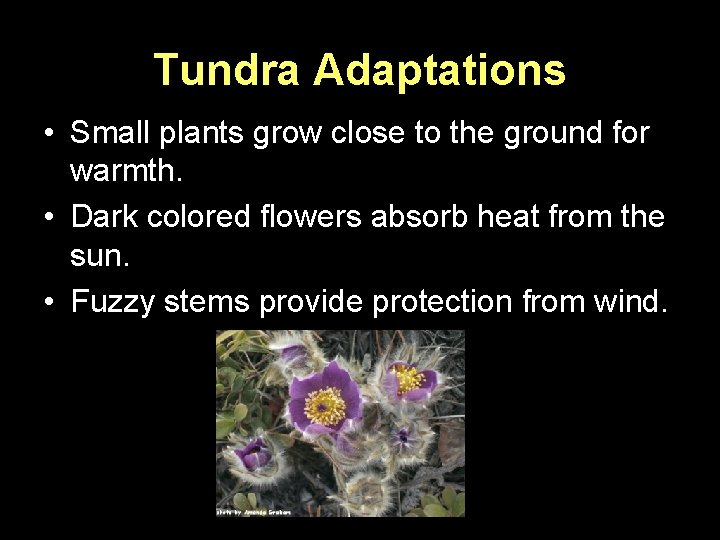 Tundra Adaptations • Small plants grow close to the ground for warmth. • Dark