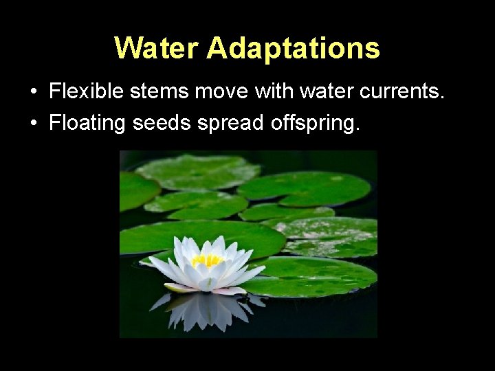 Water Adaptations • Flexible stems move with water currents. • Floating seeds spread offspring.