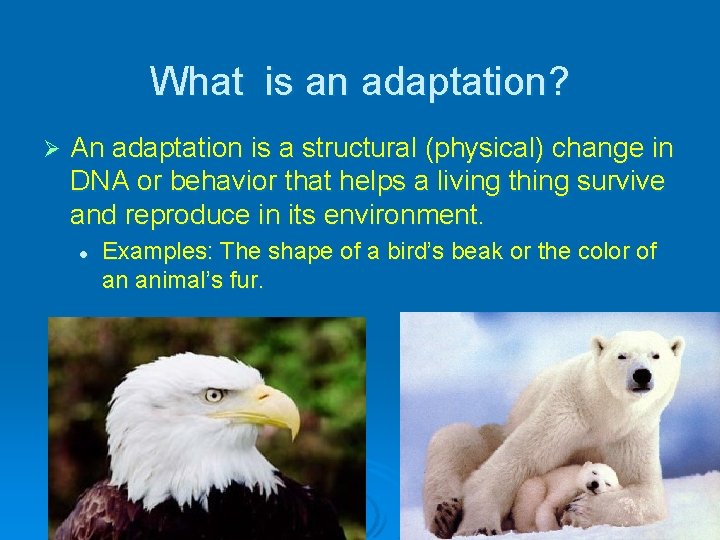 What is an adaptation? Ø An adaptation is a structural (physical) change in DNA