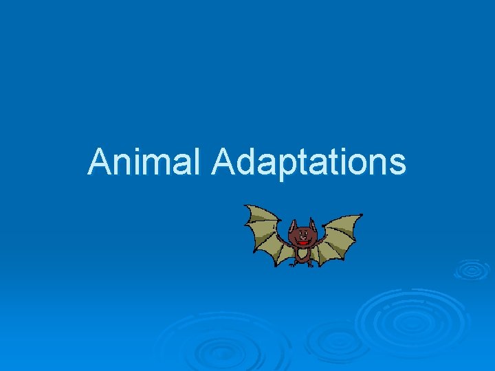 Animal Adaptations 