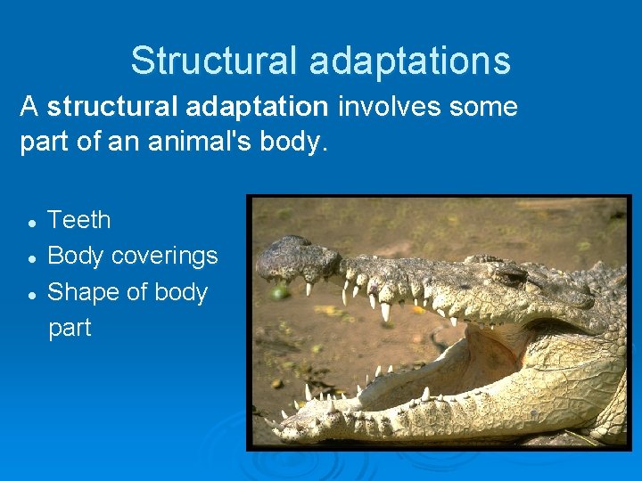Structural adaptations A structural adaptation involves some part of an animal's body. Teeth l