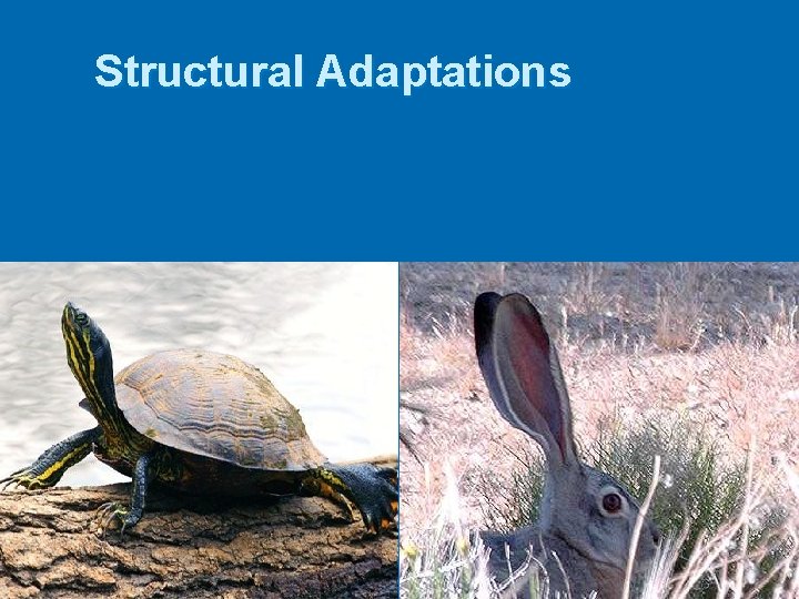 Structural Adaptations 