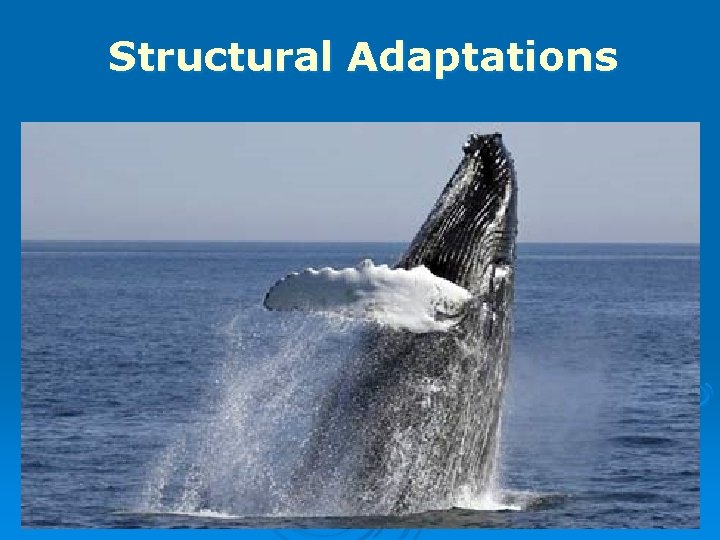 Structural Adaptations 