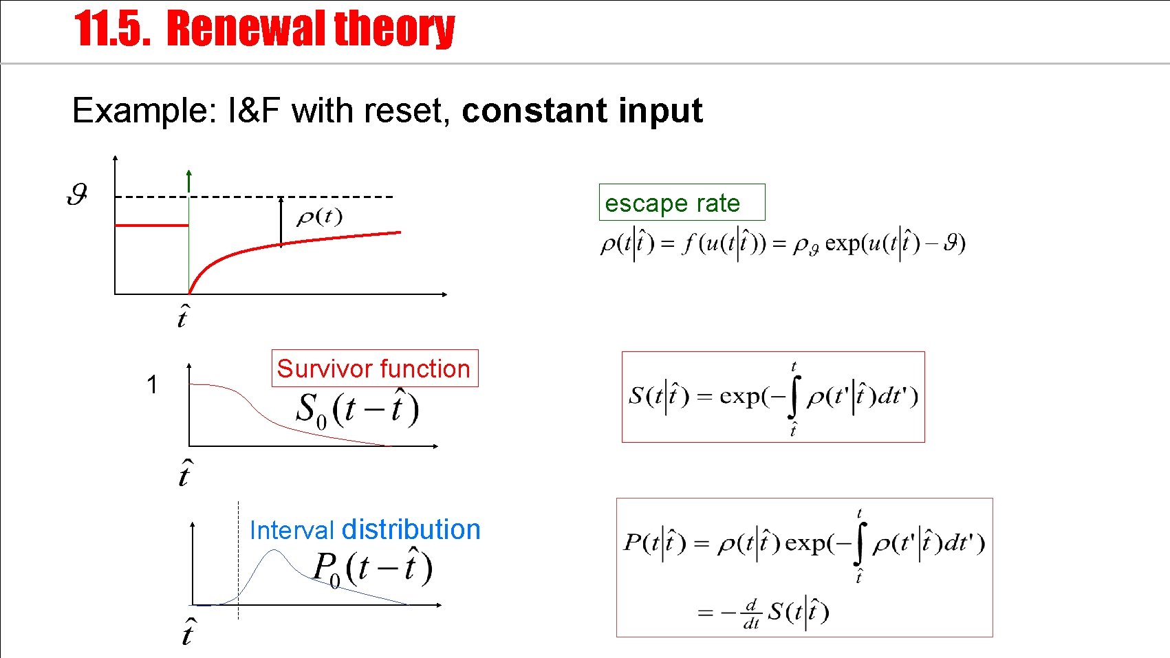 11. 5. Renewal theory Example: I&F with reset, constant input escape rate 1 Survivor