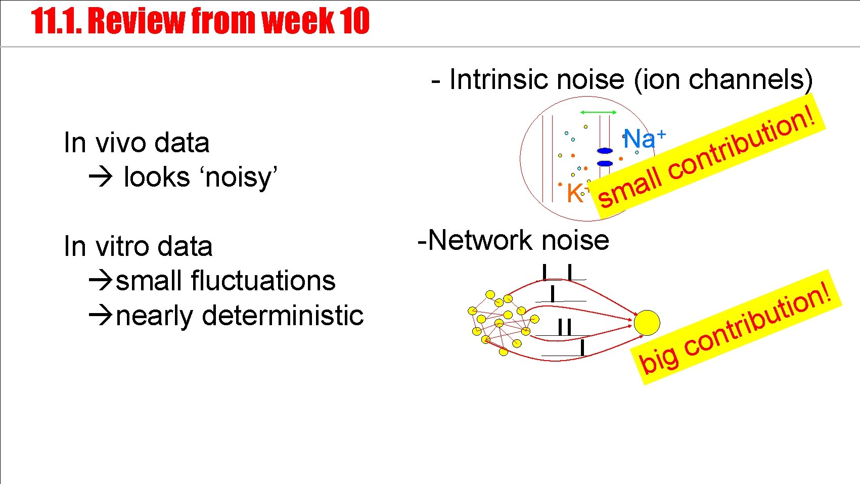11. 1. Review from week 10 In vivo data looks ‘noisy’ In vitro data