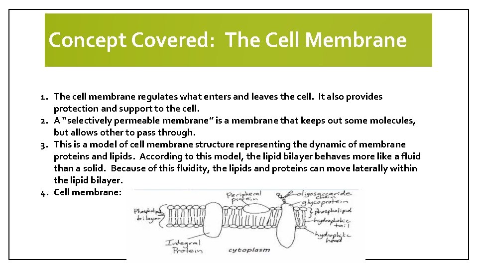Concept Covered: The Cell Membrane 1. The cell membrane regulates what enters and leaves