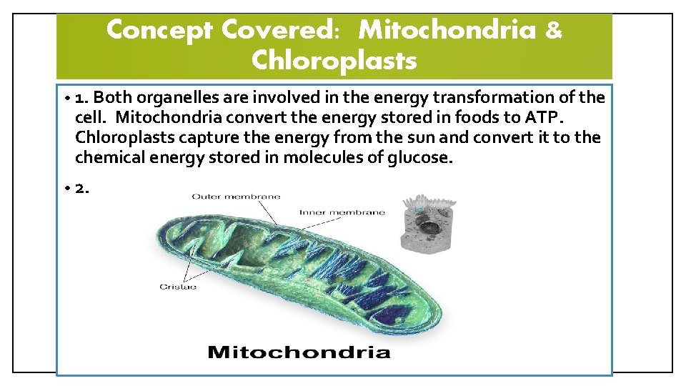 Concept Covered: Mitochondria & Chloroplasts • 1. Both organelles are involved in the energy