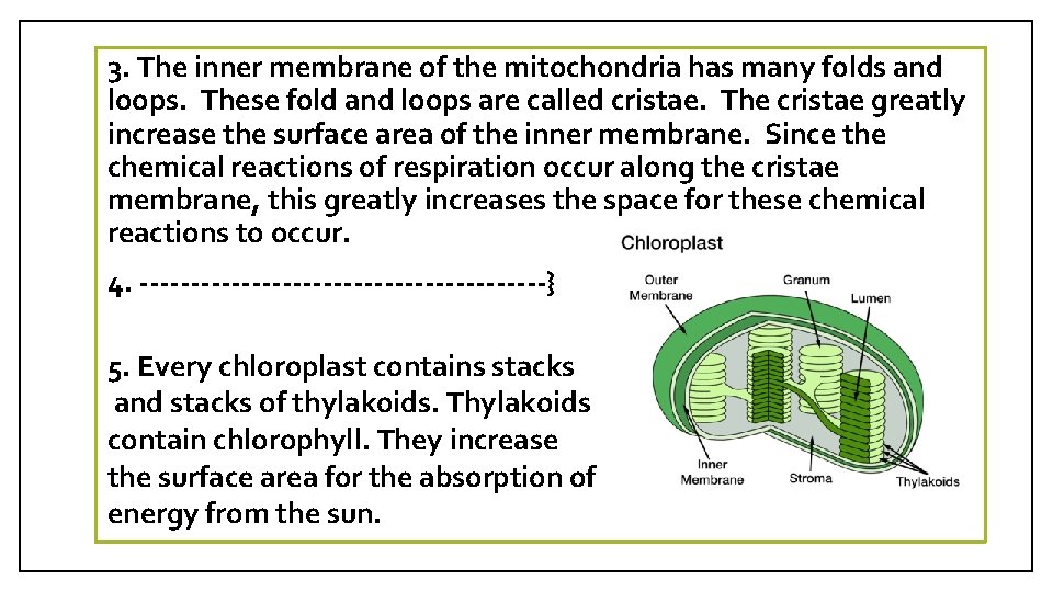 3. The inner membrane of the mitochondria has many folds and loops. These fold