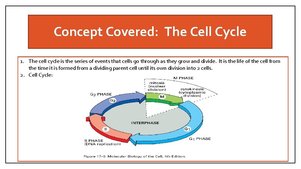 Concept Covered: The Cell Cycle 1. The cell cycle is the series of events