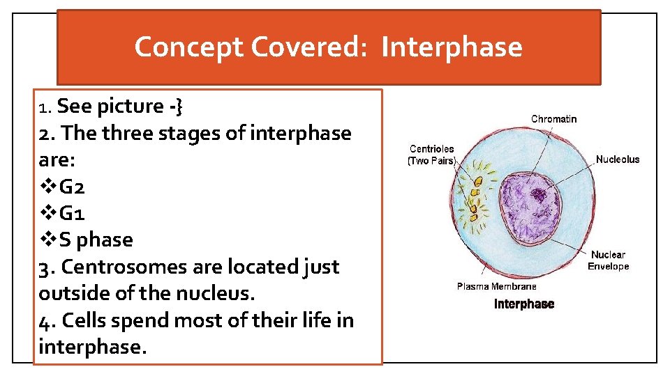 Concept Covered: Interphase 1. See picture -} 2. The three stages of interphase are: