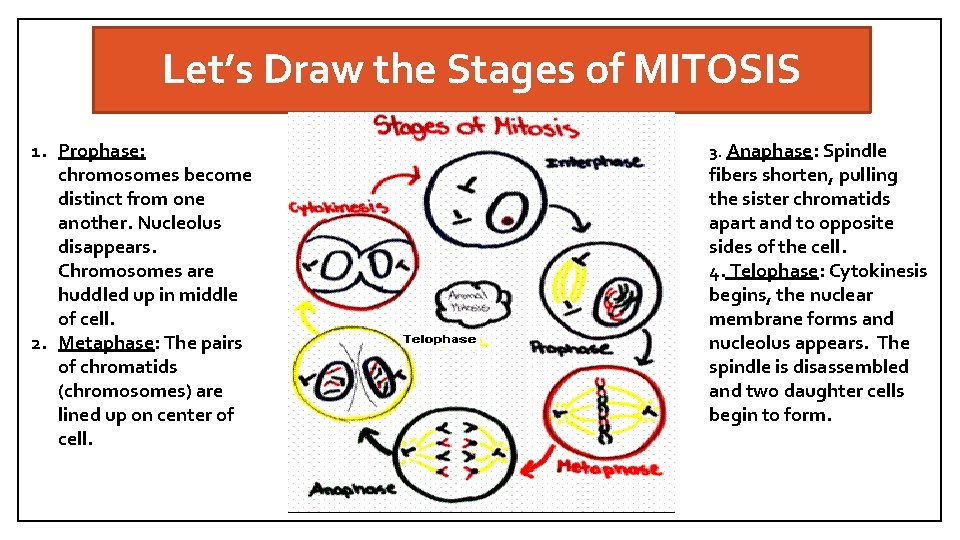 Let’s Draw the Stages of MITOSIS 1. Prophase: chromosomes become distinct from one another.